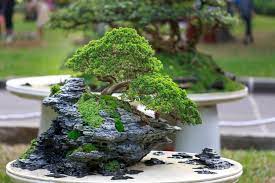 Produsen Pupuk Mempercepat Pertumbuhan Bonsai Bandung, Grosir Pupuk Alami Penyubur Bonsai Soreang, Pabrik Pupuk Alami Penyubur Bonsai Kelapa Bandung Barat