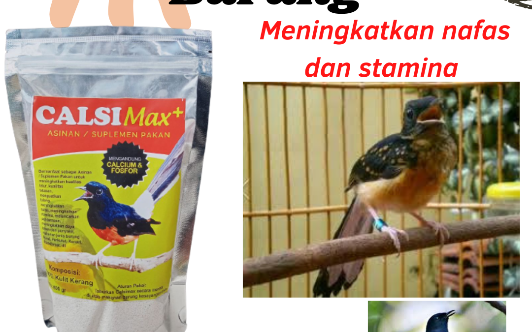 SUBUR, 0812-2882-4834, Pusat Calsimax Suplemen Kalsium Burung Murai Trotol Surabaya, Asli Calsimax Suplemen Calcium Burung Murai Biar Gacor Bangkalan, Supplier Calsi Max Suplemen Pakan Burung Murai Batu Banyuwangi