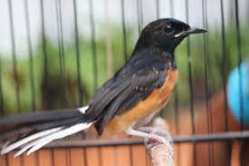 Diskon, 0812-2882-4834, Grosir Tulang Sotong Untuk Parkit Bojonegoro, Pabrik Tulang Sotong Untuk Burung Lovebird Bondowoso, Murah Tulang Sotong Untuk Gecko Gresik