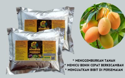 SUBUR, 0812-2882-4840, PABRIK Pupuk Buah Mangga Agar Berbuah Lebat Pekan Baru, MURAH Pupuk Pohon Mangga Agar Cepat Besar Kampar, DISKON Pupuk Agar Buah Mangga Manis Bangkinang
