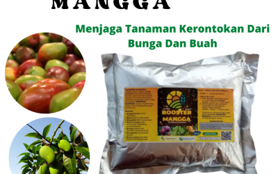 SUBUR, 0812-2882-4890, PABRIK Pupuk Yang Tepat Untuk Mangga Pekan Baru, MURAH Pupuk Tanaman Bibit Mangga Kampar, DISKON Pupuk Alami Tanaman Mangga Bangkinang