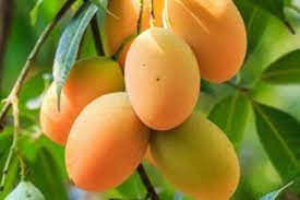 SUBUR, 0812-2882-4890, PABRIK Pupuk Yang Tepat Untuk Mangga Pekan Baru, MURAH Pupuk Tanaman Bibit Mangga Kampar, DISKON Pupuk Alami Tanaman Mangga Bangkinang
