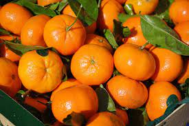 Promo, 0812-2882-4834, Agen Pupuk Jeruk Nipis, Distributor Pupuk Jeruk Siam, Harga Pupuk Jeruk Umur 1 Tahun