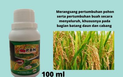 Subur, 0812-2882-4834, Pabrik Pupuk Pembesar Umbi Bawang Manado, Murah Pupuk Pembesar Umbi Bawang Merah Terbaik Bolaang Mongondow, Diskon Pupuk Memperbesar Umbi Bawang Merah Minahasa