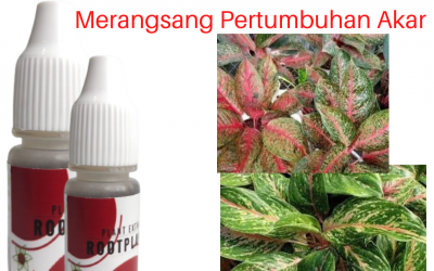 Subur, 0812-2882-4834, Produsen Pupuk Pertumbuhan Aglaonema  Makassar, Grosir Pupuk Penyubur Aglonema Kepulauan Selayar, Pabrik Pupuk Penyubur Bunga Aglonema Bulukumba