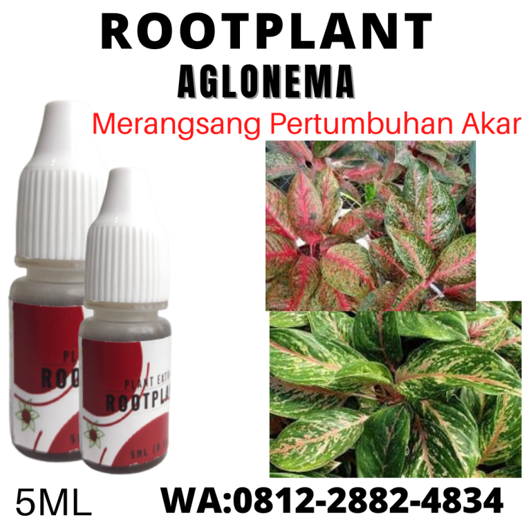 Subur, 0812-2882-4834, Produsen Pupuk Pertumbuhan Aglaonema  Makassar, Grosir Pupuk Penyubur Aglonema Kepulauan Selayar, Pabrik Pupuk Penyubur Bunga Aglonema Bulukumba
