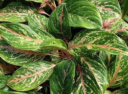 Subur, 0812-2882-4834, Produsen Pupuk Pertumbuhan Aglaonema  Makassar, Grosir Pupuk Penyubur Aglonema Kepulauan Selayar, Pabrik Pupuk Penyubur Bunga Aglonema Bulukumba