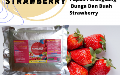 TERMURAH, 0812-2882-4834, Grosir Pupuk Organik Untuk Strawberry Surabaya, Toko Pupuk Untuk Strawberry Dalam Pot Bangkalan, Pusat Pupuk Organik Strawberry Banyuwangi