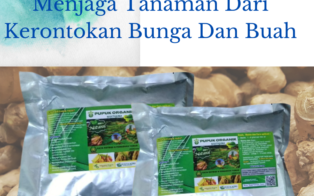 Terbaru, 081228824834, Jual Pupuk Untuk Umbi Jahe Lampung Selatan, Agen Pupuk Pembesar Umbi Jahe Kalianda, Distributor Pupuk Memperbesar Umbi Jahe Lampung Tengah
