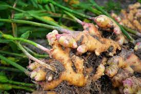 Terbaru, 081228824834, Jual Pupuk Untuk Umbi Jahe Lampung Selatan, Agen Pupuk Pembesar Umbi Jahe Kalianda, Distributor Pupuk Memperbesar Umbi Jahe Lampung Tengah