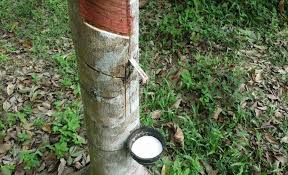 Termurah, 0812-2882-4834, Jual Pupuk Tanaman Karet Pekan Baru, Agen Pupuk Tanaman Karet Yang Bagus Kampar, Distributor Pupuk Untuk Tanaman Karet Produksi Bangkinang