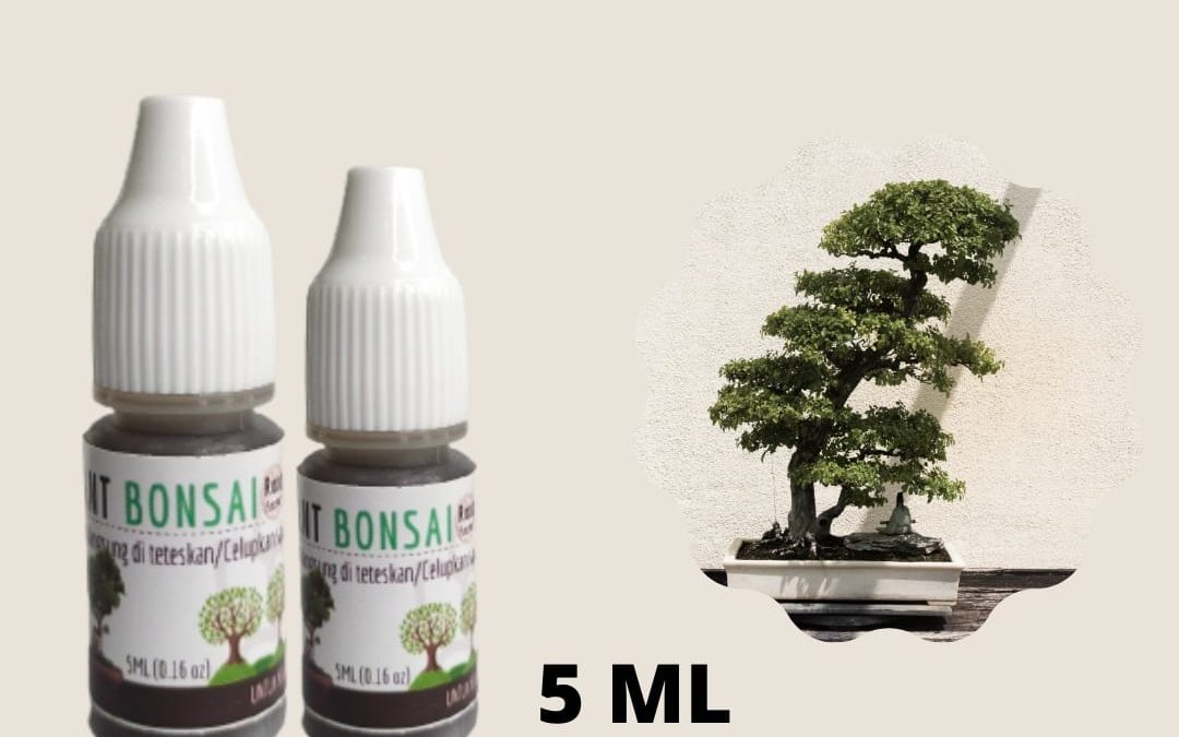 ROOT PLANT BONSAI