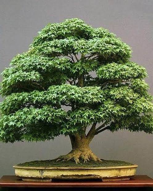 Terpercaya, 0812-2882-4834, Harga Pupuk Bonsai Asem Jawa Semarang, Produsen Pupuk Bonsai Serut Brebes, Grosir Pupuk Bonsai Beringin Cilacap