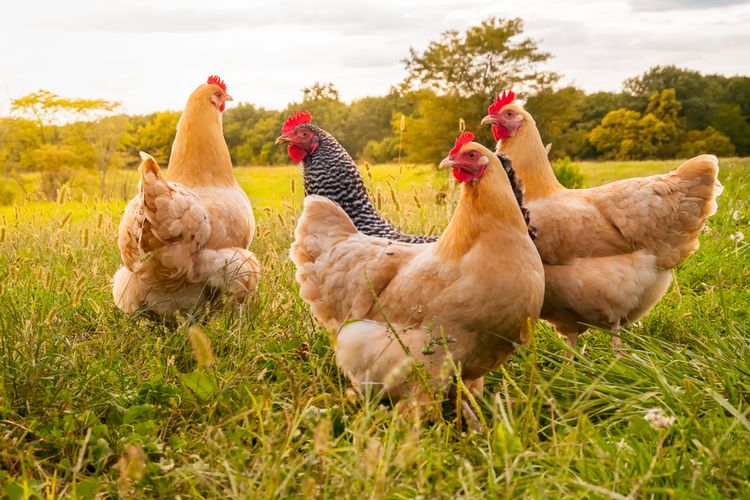 Promo, 0812-2882-4384, Agen Suplemen Ayam Petelur Brebes, Distributor Suplemen Ayam Aduan Terbaik Cilacap, Harga Suplemen Ayam Di Musim Hujan Demak
