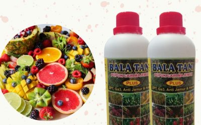 PROMO, 0812-2882-4834, Toko Pupuk Buah Mangga Pekan Baru, Pusat Pupuk Buah Anggur Kampar, Asli Pupuk Buah Sawit Bangkinang