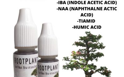 Organik, 0812-2882-4834, Toko Pupuk Khusus Bonsai Semarang, Asli Pupuk Untuk Bonsai KelapaBrebes , Beli Pupuk Bonsai Murbei Cilacap