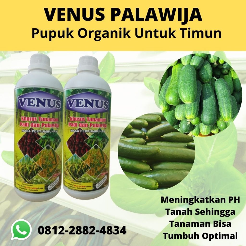 Toko pupuk timun agar berbuah lebat Banda Aceh, Harga pupuk agar timun berbuah banyak Aceh Barat, Distributor pupuk buah timun Meulaboh, Pabrik pupuk timun musim hujan Aceh Barat Daya, Produsen pupuk tanaman timun suri Aceh Besar, Asli pupuk untuk timun hidroponik Aceh Jaya, Grosir pupuk organik untuk mentimun Calang, Jual pupuk kentang musim hujan Tapak Tuan, Agen pupuk kentang musim kemarau Singkil, Pusat pupuk pembesar wortel Aceh Tamiang