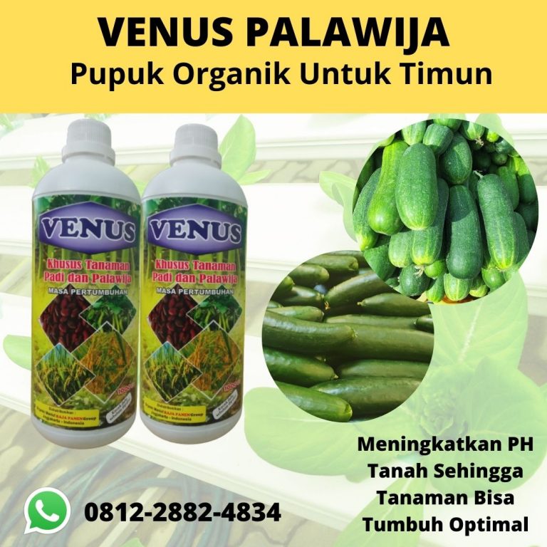 TERBAIK, 0812-2882-4834, Toko pupuk timun agar berbuah lebat Banda Aceh, Harga pupuk agar timun berbuah banyak Aceh Barat, Distributor pupuk buah timun Meulaboh