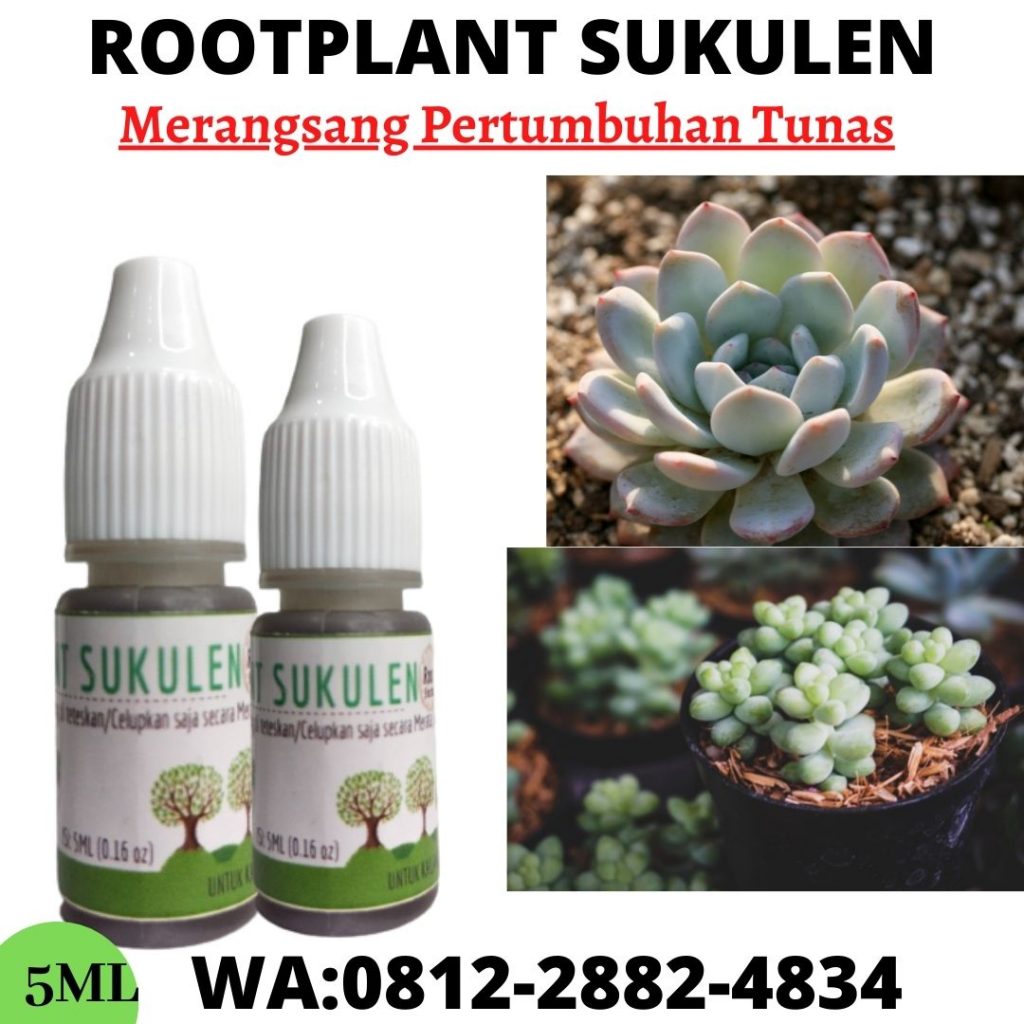 Subur, 0812-2882-4834, Produsen Pupuk Untuk Bunga Kaktus Semarang, Grosir Pupuk Yang Cocok Untuk Kaktus Brebes, Pabrik Pupuk Kaktus Mini Cilacap