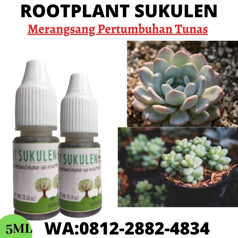 Subur, 0812-2882-4834, Produsen Pupuk Untuk Bunga Kaktus Semarang, Grosir Pupuk Yang Cocok Untuk Kaktus Brebes, Pabrik Pupuk Kaktus Mini Cilacap