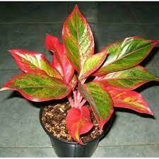 Toko Pupuk Untuk Tanaman Hias Aglaonema Padang, Asli Pupuk Tanaman Hias Aglonema Painan, Beli Pupuk Khusus Aglaonema Sijunjung, Promo Pupuk Untuk Aglonema Dan KeladiMuaro Tanah Datar, Jual Pupuk Kimia Aglaonema Padang Pariaman, Agen Pupuk Kimia Untuk Aglaonema Parit Malintang, Distributor Pupuk Mempercepat Pertumbuhan Aglaonema Agam, Harga Pupuk Dan Obat Aglonema Lubuk Basung, Produsen Pupuk Pertumbuhan Aglaonema Lima Puluh Kota, Grosir Pupuk Penyubur Aglonema Pasaman