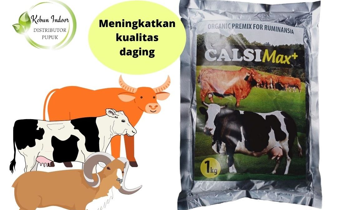 Supplier Suplemen Sapi Cepat Gemuk Bintan, Jual Suplemen Kalsium Sapi Bandar Seri Bentan, Jual Suplemen Sapi Biar Dokoh Makan Karimun, Agen Suplemen Sapi Habis Melahirkan Natuna