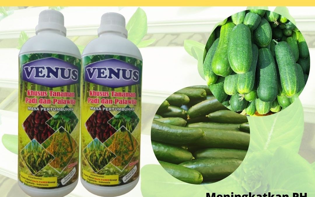 Toko pupuk timun agar berbuah lebat Banda Aceh, Harga pupuk agar timun berbuah banyak Aceh Barat, Distributor pupuk buah timun Meulaboh, Pabrik pupuk timun musim hujan Aceh Barat Daya, Produsen pupuk tanaman timun suri Aceh Besar, Asli pupuk untuk timun hidroponik Aceh Jaya, Grosir pupuk organik untuk mentimun Calang, Jual pupuk kentang musim hujan Tapak Tuan, Agen pupuk kentang musim kemarau Singkil, Pusat pupuk pembesar wortel Aceh Tamiang