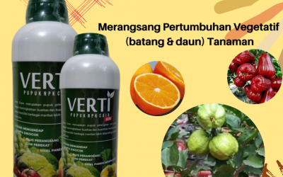 AMAN, 0812-2882-4834, Harga Pupuk Npk Untuk Jeruk Pangkalan Kerinci, Produsen Pupuk Npk Untuk Jambu Kristal Pelalawan, Grosir Pupuk Npk Untuk Jambu Air Tembilahan