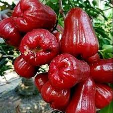 Promo, 0812-2882-4834, Agen Pupuk Jambu Air, Distributor Pupuk Jambu Madu, Harga Pupuk Perangsang Buah Jambu Air