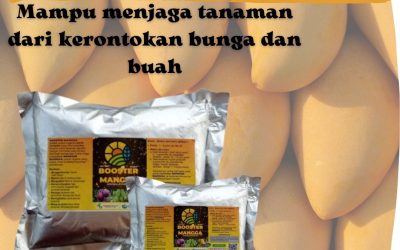 Tersedia, 0812-2882-4834, Agen Booster Mangga Pekan Baru, Murah Booster Buah Mangga Kampar, Beli Pupuk Pelebat Buah Mangga Bangkinang