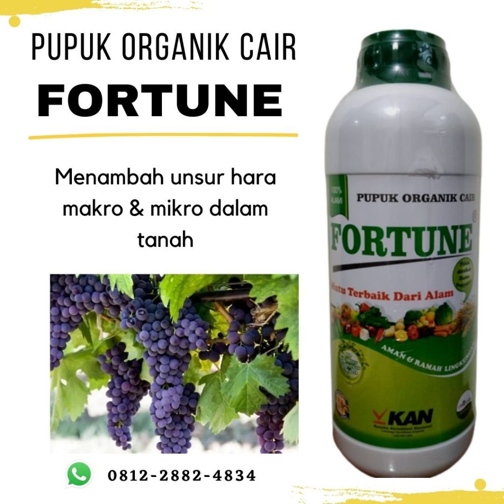  Agen Pupuk Anggur Saat Berbunga Serang, Distributor Pupuk Anggur Setelah Pruning Lebak, Harga Pupuk Anggur Masa Vegetatif Rangkasbitung, Produsen Pupuk Anggur Masa Pertumbuhan Pandeglang