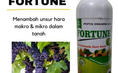 Promo, 0812-2882-4834, Agen Pupuk Anggur Saat Berbunga Serang, Distributor Pupuk Anggur Setelah Pruning Lebak, Harga Pupuk Anggur Masa Vegetatif Rangkasbitung