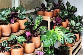 Agen Pupuk Untuk Tanaman Hias Monstera Kupang, Distributor Pupuk Tanaman Hias Yang Murah Oelamasi, Harga Obat Dan Pupuk Tanaman Hias Mataram
