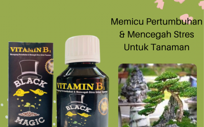 Aman, 0812-2882-4834, Harga Pupuk Daun Tanaman Hias Surabaya, Produsen Pupuk Daun Tanaman Bonsai Bangkalan, Grosir Pupuk Daun Untuk Tanaman Bunga Banyuwangi