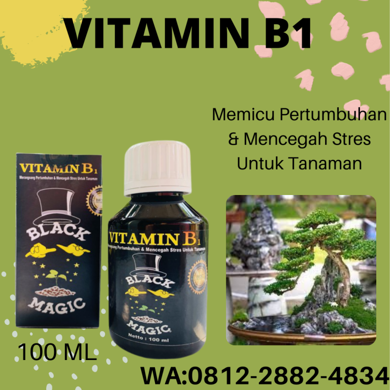 Aman, 0812-2882-4834, Harga Pupuk Daun Tanaman Hias Surabaya, Produsen Pupuk Daun Tanaman Bonsai Bangkalan, Grosir Pupuk Daun Untuk Tanaman Bunga Banyuwangi