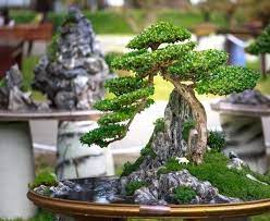 Aman, 0812-2882-4834, Harga Pupuk Daun Tanaman Hias Surabaya, Produsen Pupuk Daun Tanaman Bonsai Bangkalan, Grosir Pupuk Daun Untuk Tanaman Bunga Banyuwangi