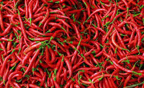 Promo, 0812-2882-4384, Agen Pupuk Cabe Rawit Musim Hujan, Distributor Pupuk Cabe Setelah Panen, Harga Pupuk Cabe Agar Tidak Rontok