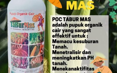 MURAH, 0812-2882-4834, Asli Pupuk Pisang Kepok Stabat, Supplier Pupuk Pisang Terbaik Karo, Jual Pupuk Pisang Ambon Kabanjahe