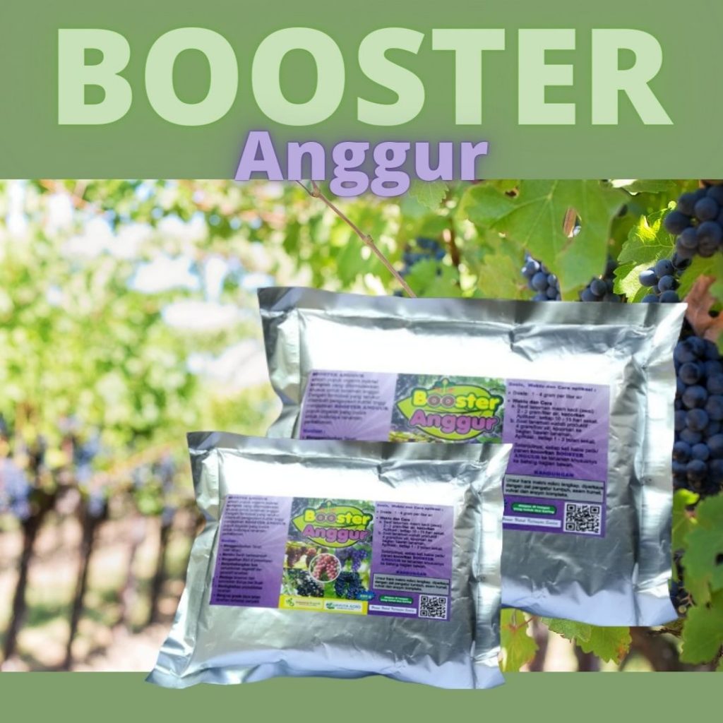 Jual Pupuk Buah Anggur Merah, Diskon Pupuk Perangsang Buah Anggur, Distributor Pupuk Pemanis Buah Anggur, Agen Pupuk Anggur Saat Berbunga, Murah Pupuk Untuk Anggur Cepat Berbuah, Beli Pupuk Untuk Anggur Dalam Pot, Sedia Pupuk Untuk Anggur Yang Stagnan, Jual Pupuk Untuk Anggur Merah, Diskon Pupuk Untuk Anggur Baru Tanam, Distributor Pupuk Anggur Agar Berbuah