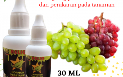 Online, 0812-2882-4834, Harga Pupuk Hormon Organik Anggur Semarang, Produsen Pupuk Organik Cair Untuk Anggur Brebes, Grosir Pupuk Untuk Mempercepat Pertumbuhan Anggur Cilacap