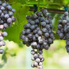 Jual Pupuk Buah Anggur Merah, Diskon Pupuk Perangsang Buah Anggur, Distributor Pupuk Pemanis Buah Anggur, Agen Pupuk Anggur Saat Berbunga, Murah Pupuk Untuk Anggur Cepat Berbuah, Beli Pupuk Untuk Anggur Dalam Pot, Sedia Pupuk Untuk Anggur Yang Stagnan, Jual Pupuk Untuk Anggur Merah, Diskon Pupuk Untuk Anggur Baru Tanam, Distributor Pupuk Anggur Agar Berbuah