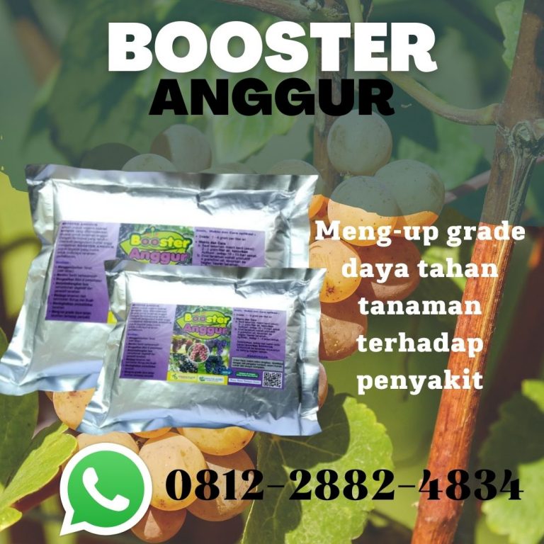 Terbaik, 0812-2882-4834, Diskon Pupuk Booster Anggur Way Kanan, Distributor Booster Buah Anggur Blambangan Umpu, Agen Pupuk Buah Anggur Supaya Manis Pesawaran