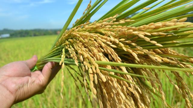 Harga Pupuk Padi Umur 60 Hari Banda Aceh, Produsen Pupuk Padi Umur 10 Hari Aceh Barat, Grosir Pupuk Padi Musim Hujan Meulaboh, Pabrik Pupuk Padi Umur 40 Hari Aceh Barat Daya, Murah Pupuk Padi Agar Hasil Melimpah