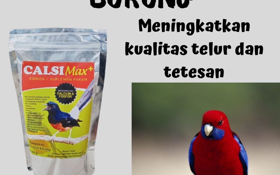 TERBAIK, 0812-2882-4834, Grosir Calsi Max Suplemen Tinggi Kalsium Untuk Burung Sepah Rokan Hulu, Toko Calsimax Suplemen Pakan Burung Ciblek Rokan Hilir, Pusat Calsimax+ Suplemen Burung Cendet Cepat Bertelur Bagansiapiapi