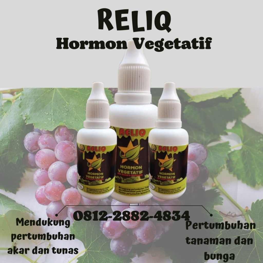 Grosir Hormon Penumbuh Akar Magetan, Pabrik Hormon Perangsang Tumbuh Akar Mojokerto, Murah Hormon Penumbuh Akar Tanaman Mojosari, Diskon Hormon Untuk Akar Tanaman Nganjuk, Tempat Pupuk Pertumbuhan Anggur Ngawi, Jual Pupuk Buat Pertumbuhan Anggur Pacitan, Agen Pupuk Untuk Mempercepat Pertumbuhan Anggur Pamekasan, Distributor Pupuk Pertumbuhan Pohon Anggur Bangil, Harga Pupuk Pertumbuhan Batang Anggur Ponorogo, Produsen Pupuk Anggur Masa Pertumbuhan Probolinggo