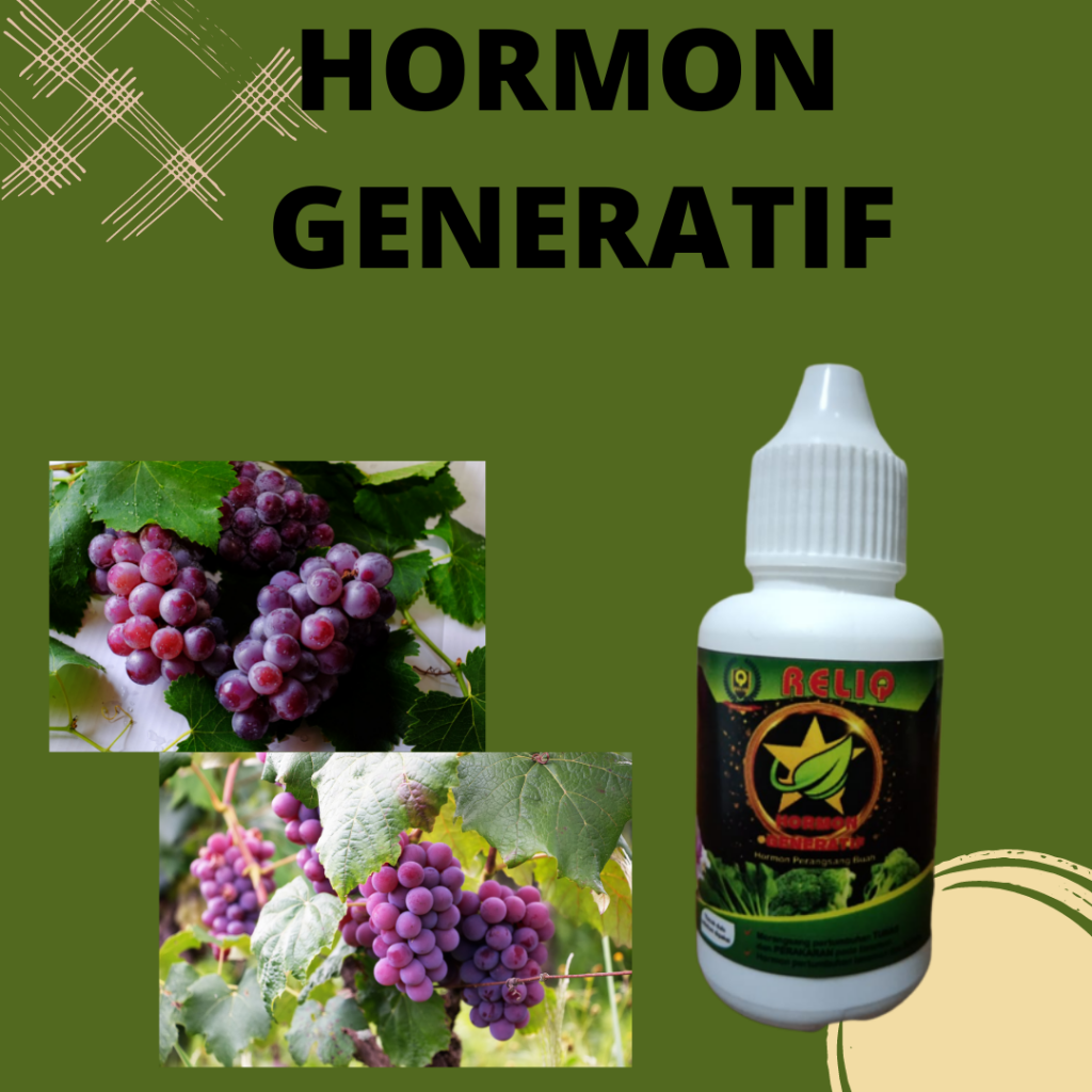 Terpercaya, 0812-2882-4834, Distributor Pupuk Pembesar Buah Anggur Soreang, Grosir Pupuk Perangsang Buah Anggur Bandung Barat, Pabrik Pupuk Agar Buah Anggur Besar Ngamprah