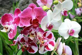 Pomo, 0812-2882-4834, Agen Pupuk Anggrek Bulan, Distributor Pupuk Alami Anggrek Dendrobium, Harga Pupuk Alami Anggrek Vanda