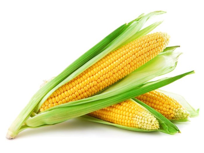 Jual Pupuk Generatif Jagung Manado, Agen Pupuk Jagung Manis Musim Hujan Bolaang Mongondow, Distributor Pupuk Jagung Masa Generatif Minahasa