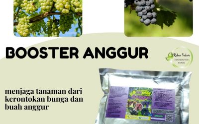 Dapatkan, 0812-2882-4834, Jual Pupuk Tabulampot Anggur Serang, Grosir Pupuk Khusus Tanaman Anggur Lebak, Diskon Pupuk Organik Tanaman Anggur Rangkasbitung