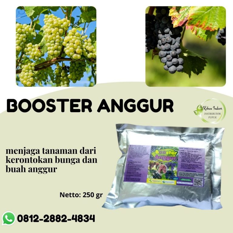Dapatkan, 0812-2882-4834, Jual Pupuk Tabulampot Anggur Serang, Grosir Pupuk Khusus Tanaman Anggur Lebak, Diskon Pupuk Organik Tanaman Anggur Rangkasbitung
